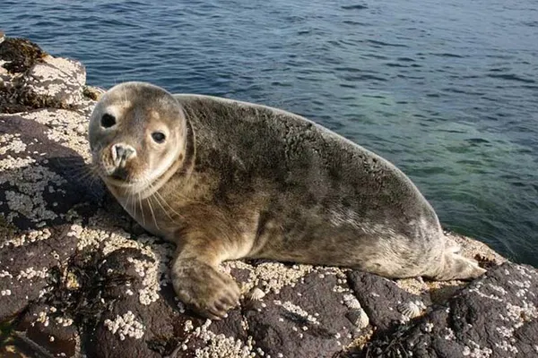 Farne Islands Seabird & Seal Cruise from Seahouses