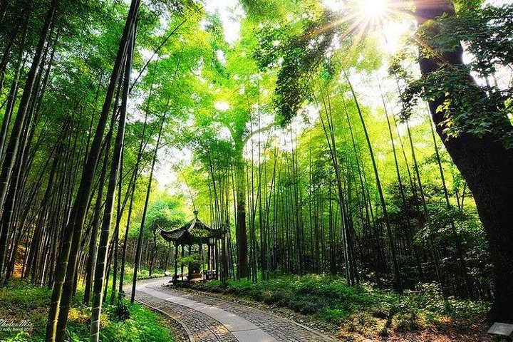 Escape to Tranquility: Hangzhou's Bamboo Forest & Tea Plantation Retreat