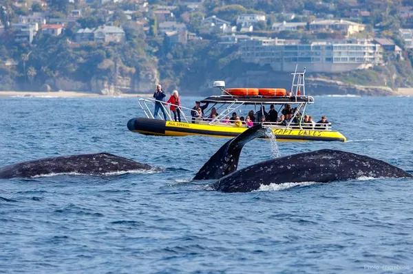 Thrill-Seeker's Whale Watch: Zodiac Safari in Dana Point!