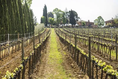 Tuscan Dream: Wine Tasting & Hillside Views from Rome