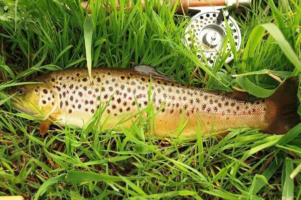 Cast Away on Lough Corrib: A Wild Brown Trout Fishing Adventure with a French-Speaking Ghillie