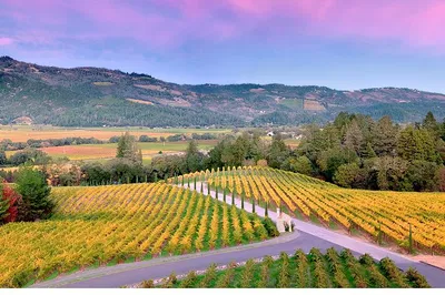 Luxury Napa Valley Wine Tour: Craft Your Perfect Day