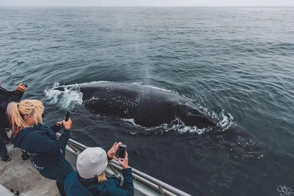 Monterey Whale Watching: Up Close & Personal!