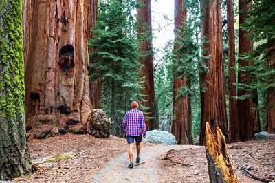 Unforgettable San Francisco: Alcatraz, Aquarium, Muir Woods & Sausalito Adventure