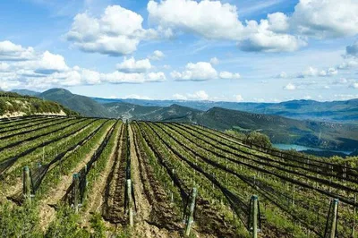 Uncork Ribera del Duero: An Exclusive Wine Tasting Journey