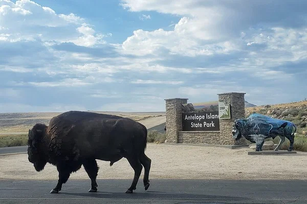 Antelope Island Private Tour: Wildlife & Views