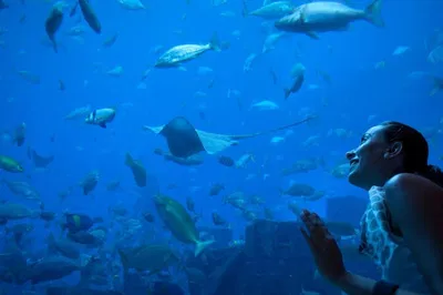 Explore Barcelona: Hop-On/Off Bus & Aquarium Adventure!
