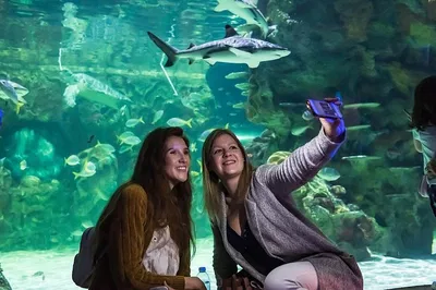 SEA LIFE Brighton: Skip-the-Line Entry Ticket