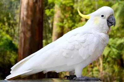 Melbourne Sky High Bush Tour: Unveiling Nature's Majesty