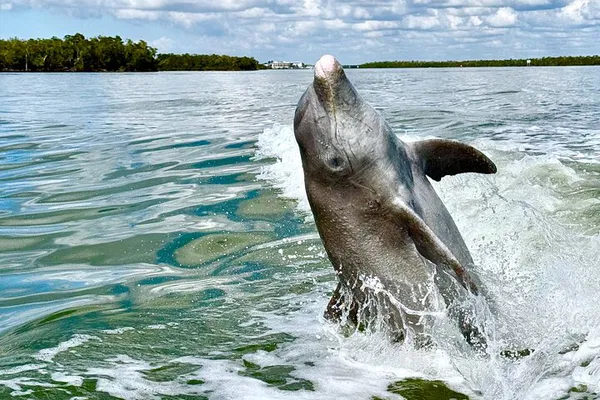 Discover Dolphins & Shells: Marco Island's Eco-Adventure!