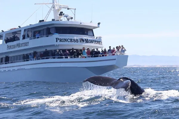 Monterey Whale Watching: Unforgettable Marine Adventures!