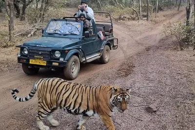 Embark on a Royal Bengal Tiger Safari: Jaipur to Ranthambore Expedition