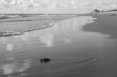 Sea Turtle Hatchling Release: Juno Beach Wildlife