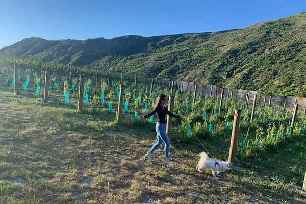 Waiheke Island Wine Tour: A Tail-Wagging Adventure for You and Your Dog