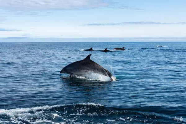 Basque Coast Cetacean Adventure: Witness Whales & Dolphins!