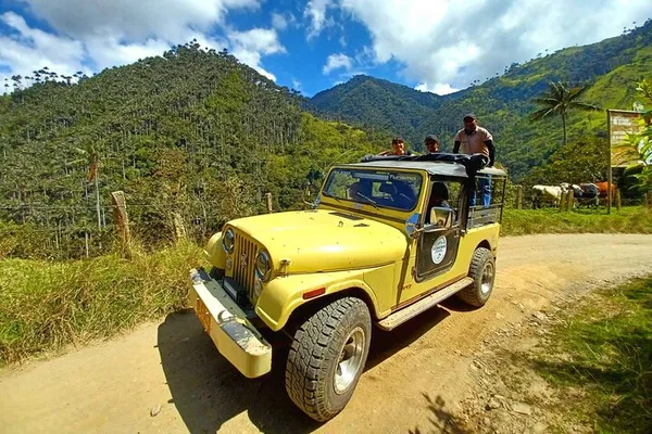 Discover Colombia's Giants: Unforgettable Wax Palm Sanctuary Tour