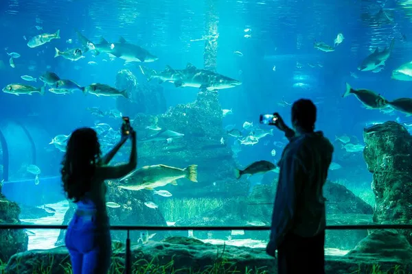 Dive Deep: Skip the Line at Barcelona Aquarium's Underwater World