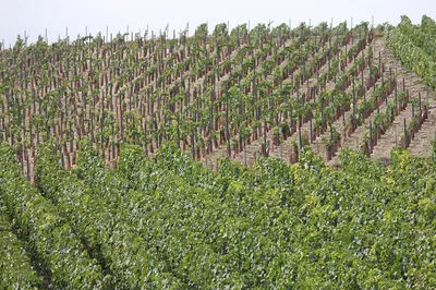 Unveiling Champagne's Hidden Gems: A Family Vineyard Prestige Tasting Tour