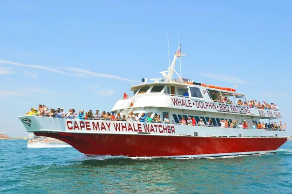 Cape May Whale & Dolphin Cruise: Guaranteed Sightings!