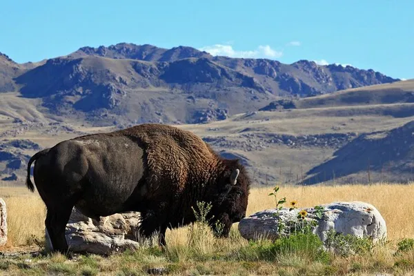 Great Salt Lake & Antelope Island Tour: Wildlife & Views