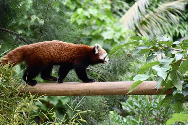 Barcelona Zoo: Skip the Line & See Wildlife!