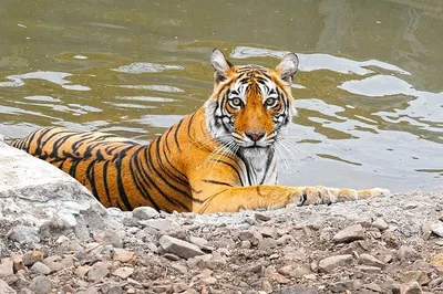 Unveiling India's Majesty: Golden Triangle & Ranthambore Safari