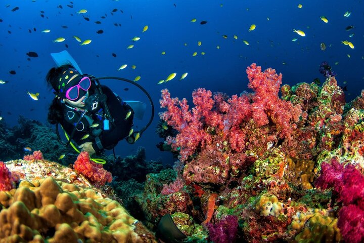 Unlock Underwater Wonders: 3 Racha Islands Dives for Certified Divers!