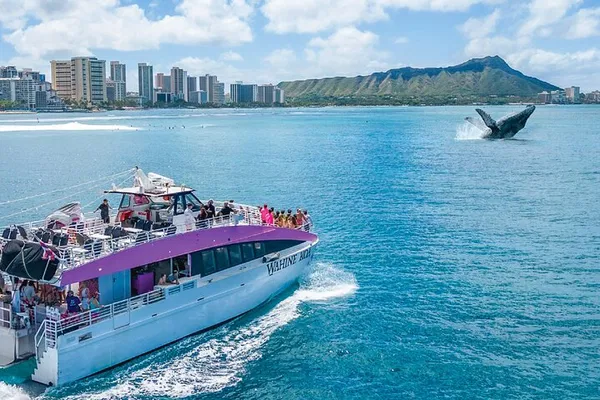 Waikiki Whale Watch: Guaranteed Views!