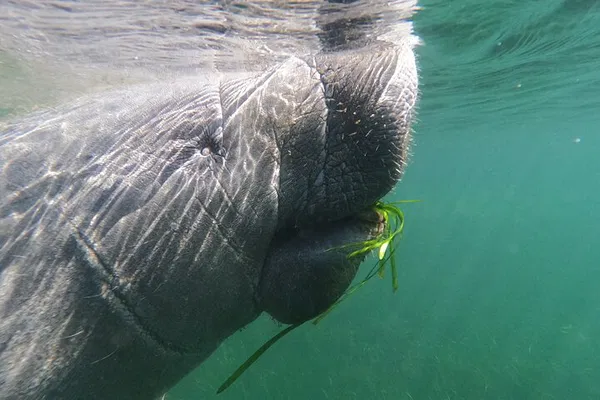 Manatee Swim Private Tour: In-Water Guide & Photos
