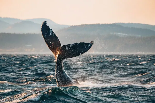 Vancouver Sunset Whale Watching: Free Photos & Adventure