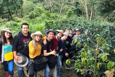 Discover Cocora Valley, Salento & Coffee: A Sensory Journey