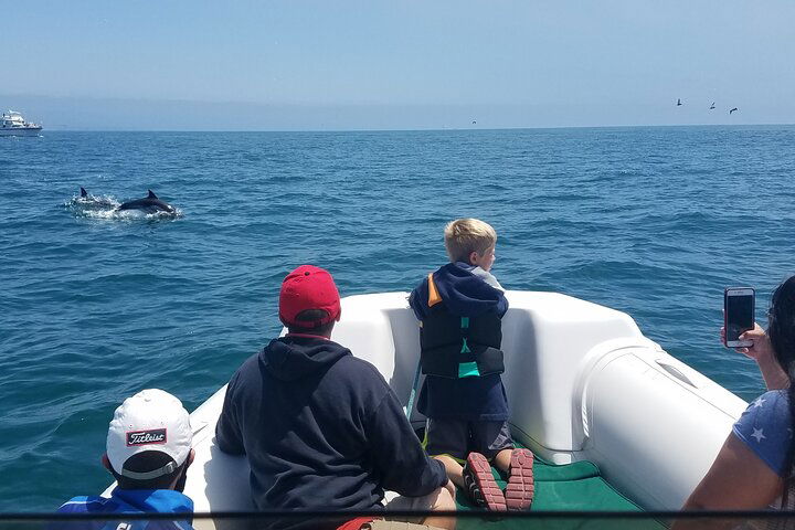 Newport Beach Adventure: Private Whale & Dolphin Watching Tour!