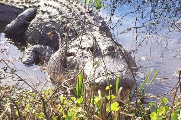Everglades Wildlife Tour: See Alligators in 1 Hour!
