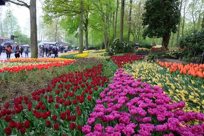 Keukenhof & Tulperij: A Private Floral Paradise Awaits!