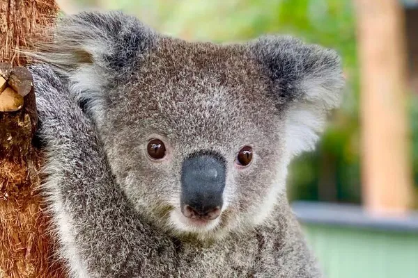 Koalas, Kangaroos & BBQ: Aussie Animal Adventure!