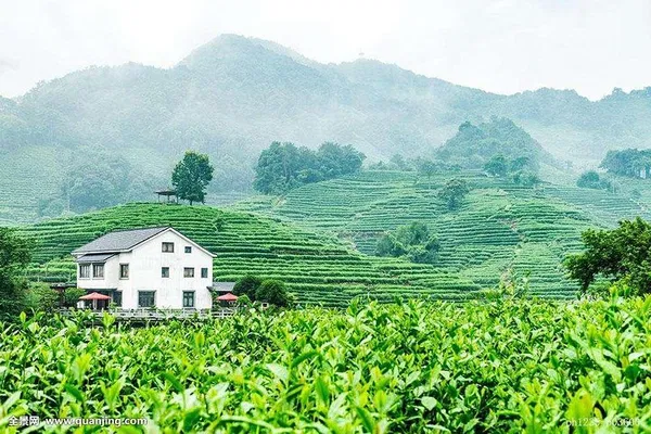 Unveiling Hangzhou's Authentic Longjing Tea Culture: A Sensory Journey