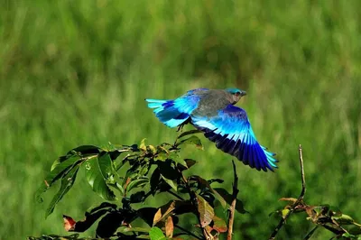 Unveiling Taj Mahal's Majesty: A Private Birdwatching & Cultural Journey