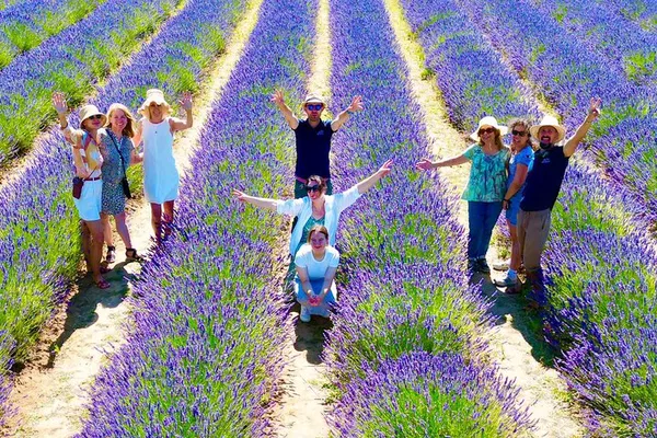 Provence Lavender Fields Tour from Aix: Photo Stops & More!