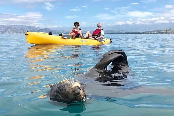Kaikoura Seal Kayaking: Pedal into Adventure with Marine Wildlife!