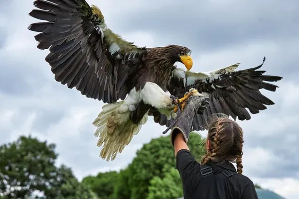 Eagle Heights: Soar with Eagles and Explore Wildlife Wonders in Kent
