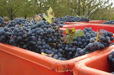 Uncork Parma: Aromatic Wine Tour Through Picturesque Hills