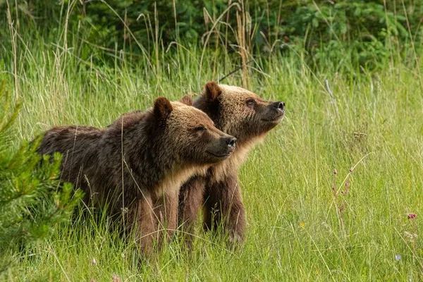 Jasper Wildlife Tour: Spot Animals at Dusk