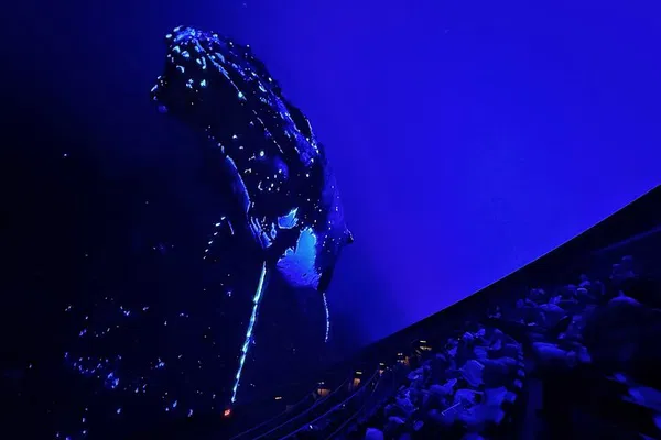 Ocean Sounds Show: Tampa's Top Ocean Show