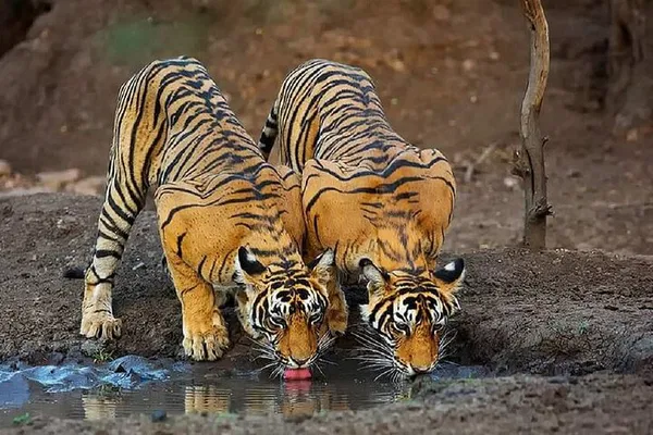 Embark on a Thrilling 2-Day Ranthambhore Tiger Safari from Delhi