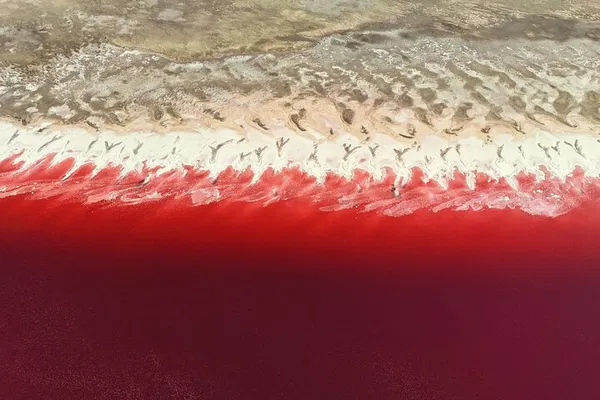 Great Salt Lake & Golden Spike Tour: Pink Waters & History