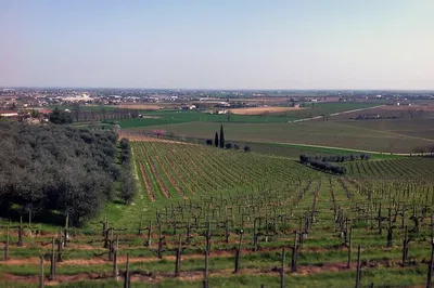 Uncover Italy's Prosecco Region: A Luxurious Wine Tour