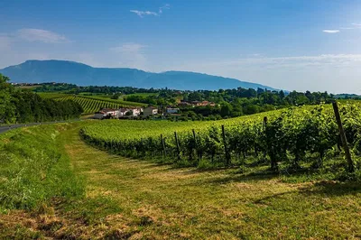 Unveiling Prosecco Hills: A Luxurious Private Tour from Venice