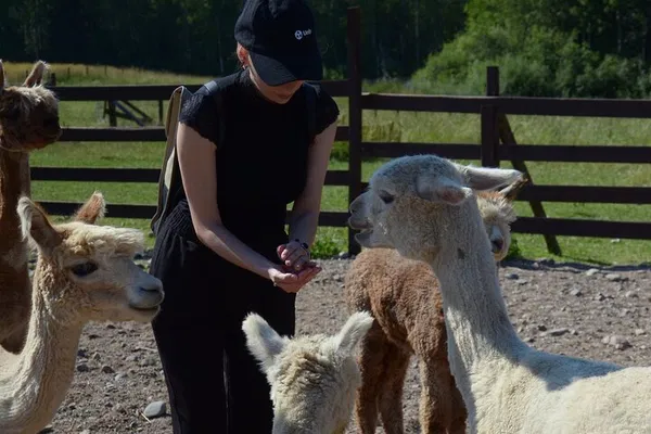 Helsinki Alpaca Farm VIP Tour: Walk & Cuddle!