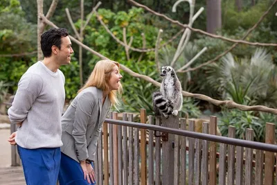 Meet Melbourne Zoo's Lemurs: An Exclusive Ranger-Led Adventure!