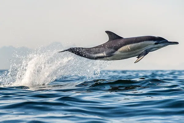 Discover Tauranga's Marine Wonders: A Dolphin & Wildlife Cruise